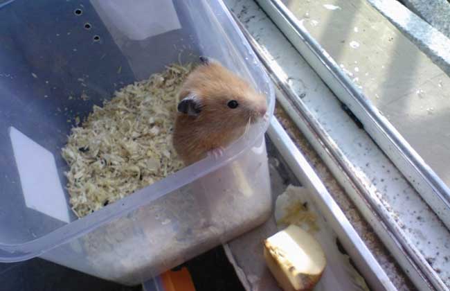 老鼠